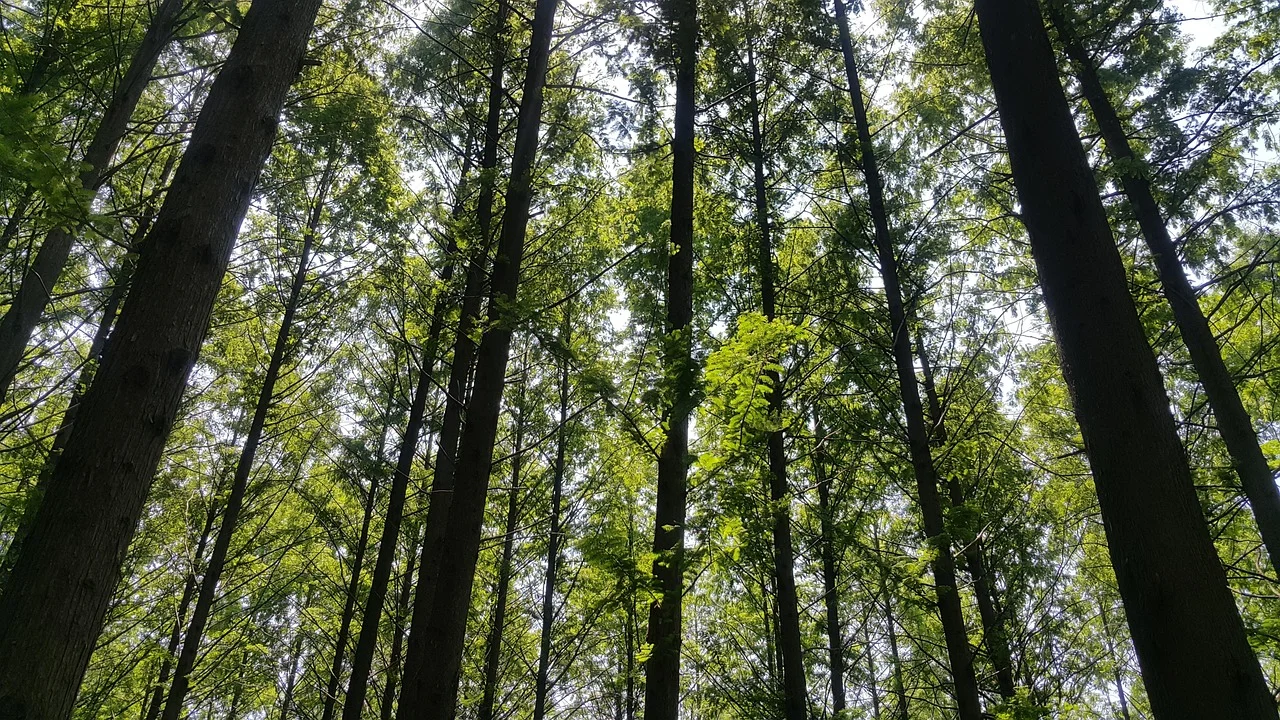 forest, meta esquire, nature, tree